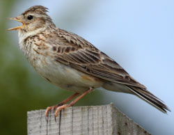 Skylark