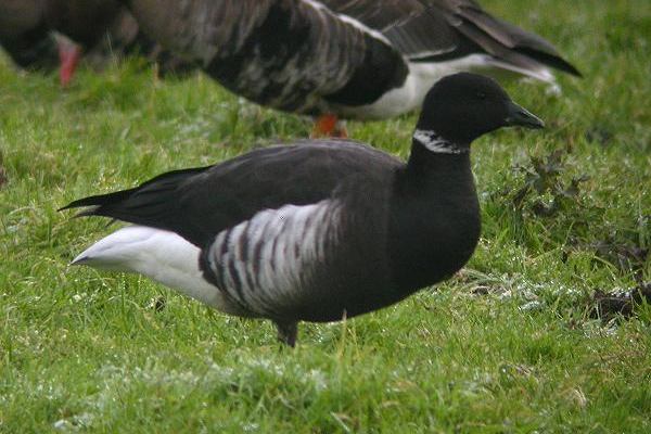 Black Brant