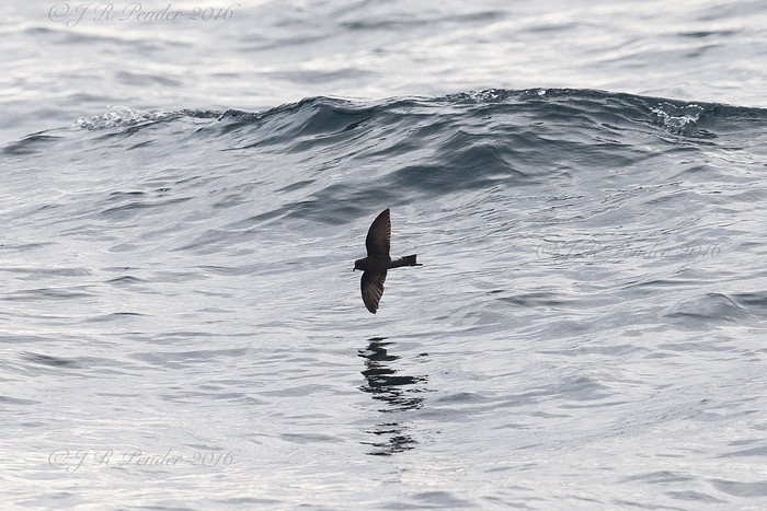 Wilson's Petrel