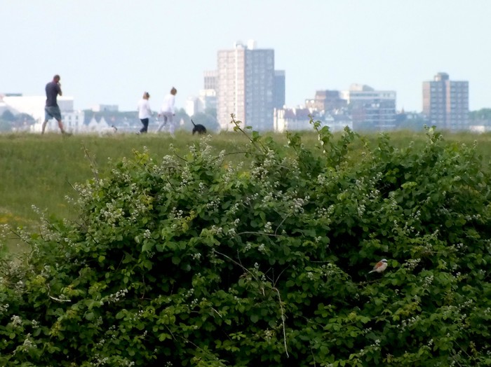 Red-backed Shrike