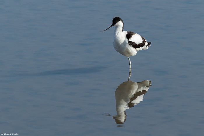 Avocet