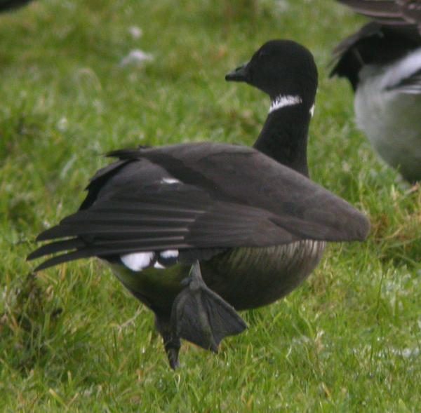 Black Brant