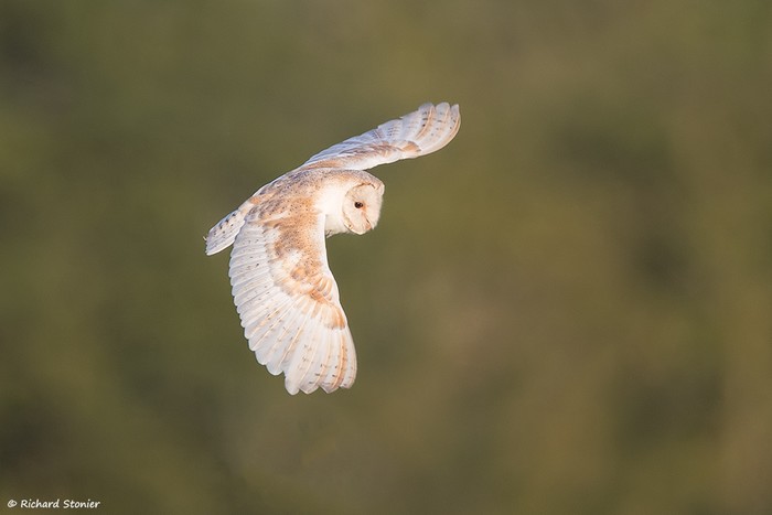 Barn Owl