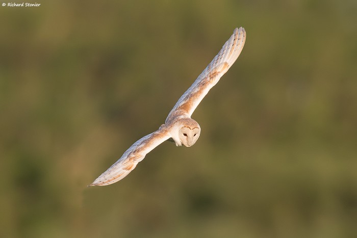 Barn Owl