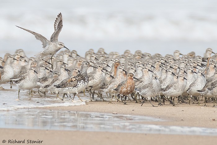 Great Knot