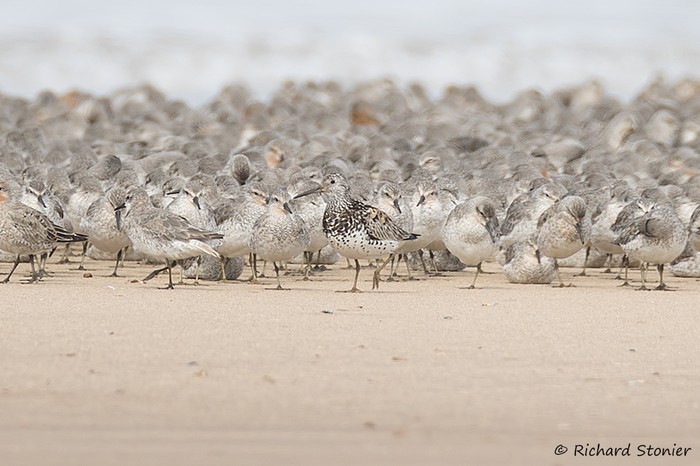 Great Knot