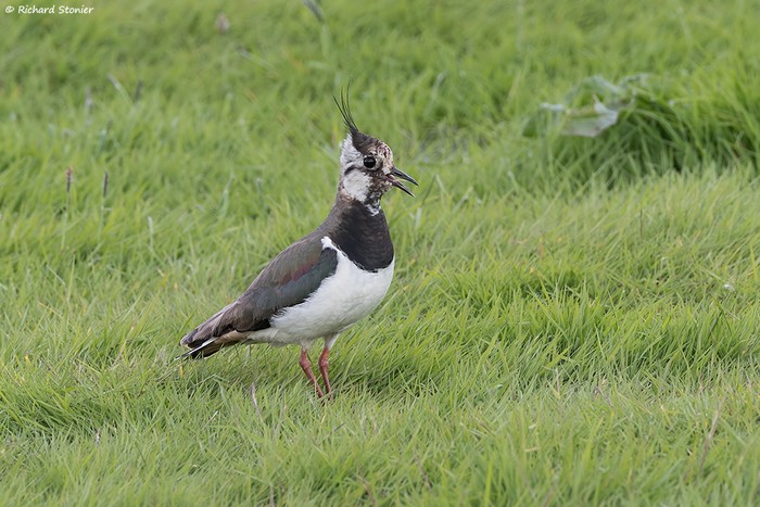 Lapwing