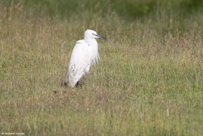 Little Egret