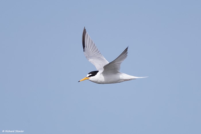 Little Tern