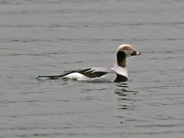 Long-tailed Duck