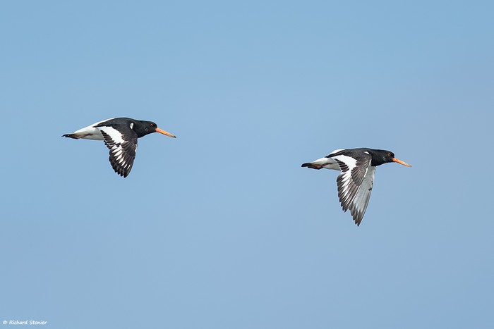 Oystercatcher