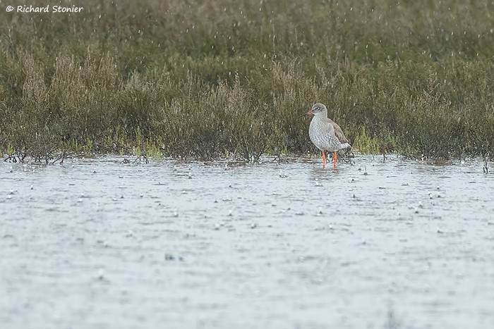 Redshank