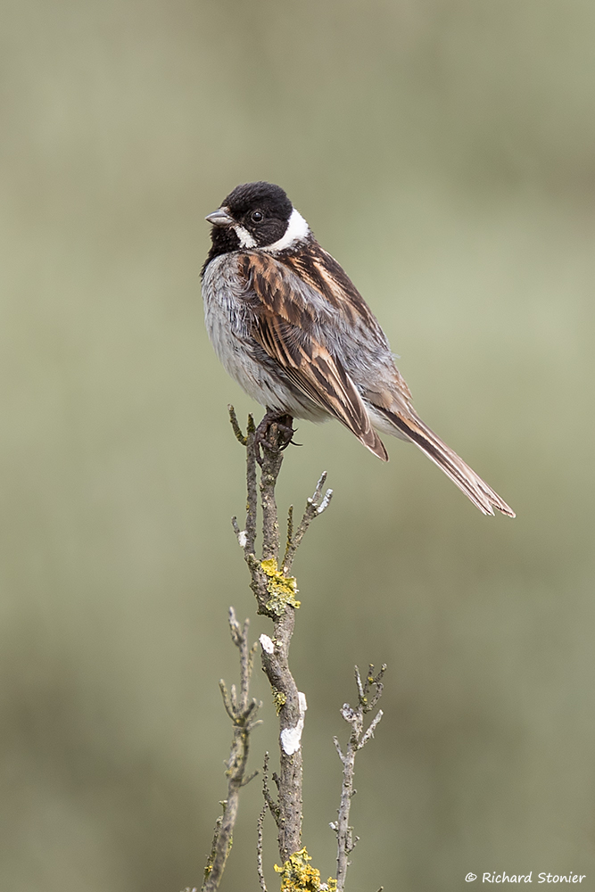 Reed Bunting