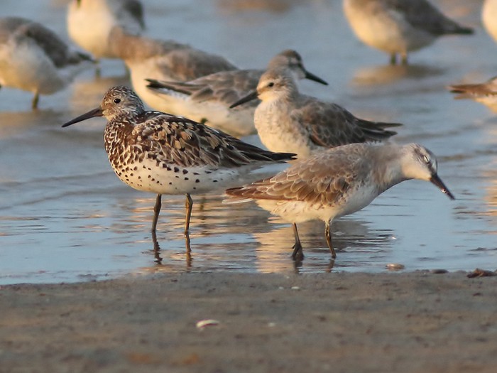 Great Knot