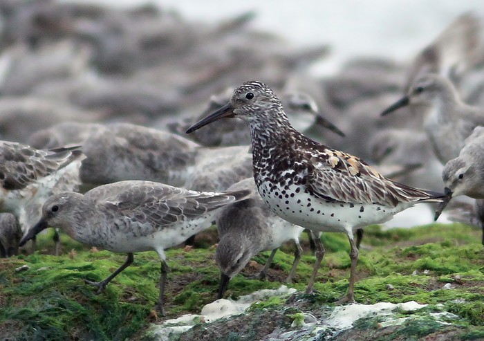 Great Knot