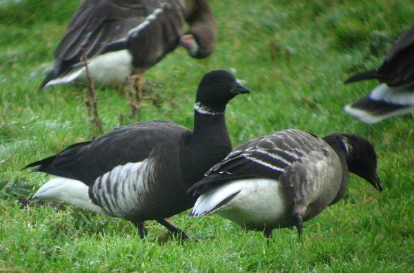 Black Brant