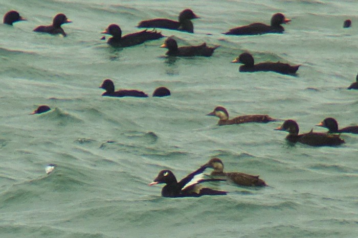 American White-winged Scoter