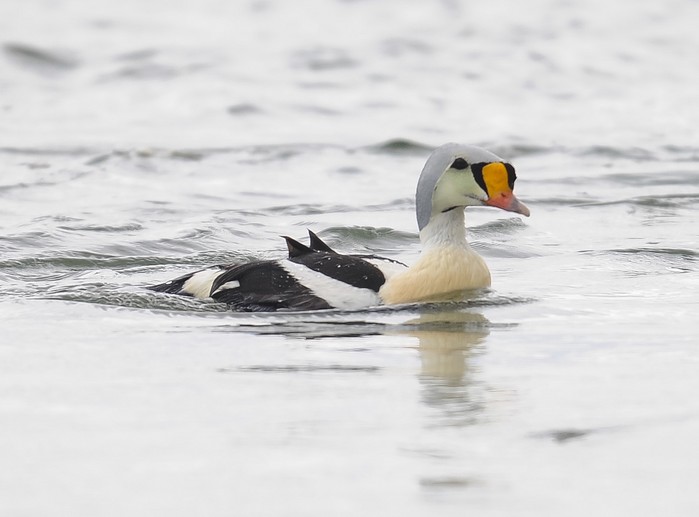 King Eider