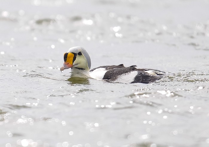 King Eider