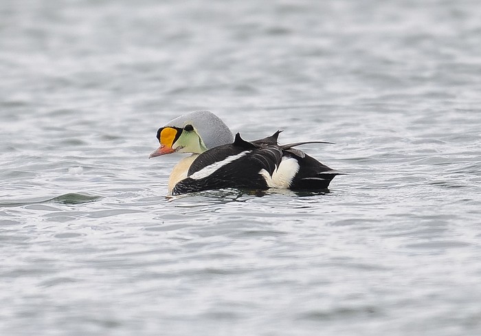 King Eider