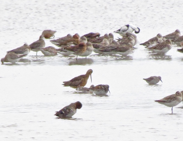 Great Knot