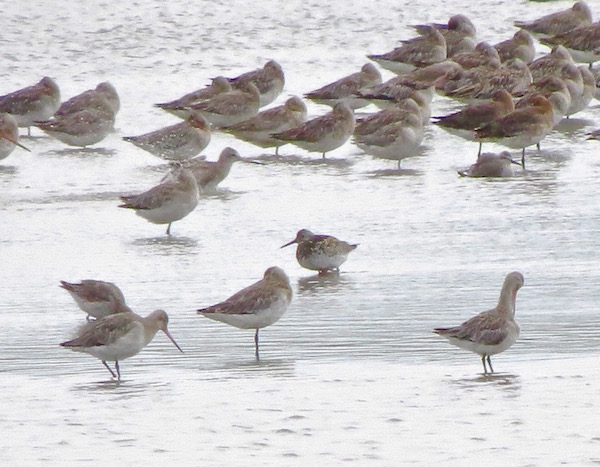 Great Knot