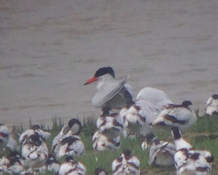Caspian Tern