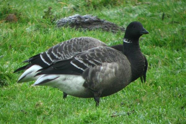 Brent Goose