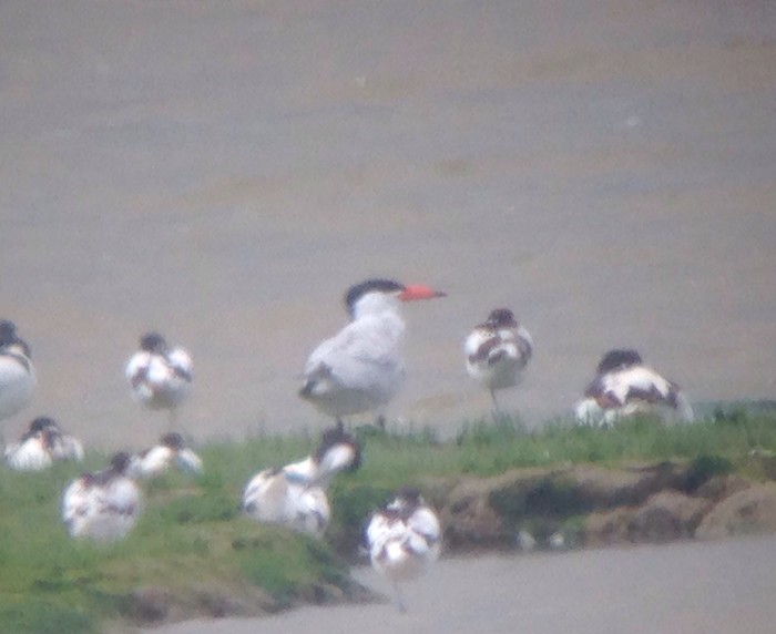 Caspian Tern