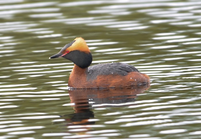 Slavonian Grebe