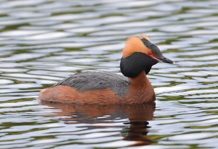 Slavonian Grebe