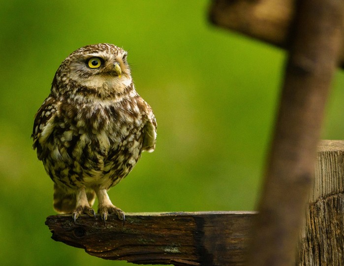 Little Owl