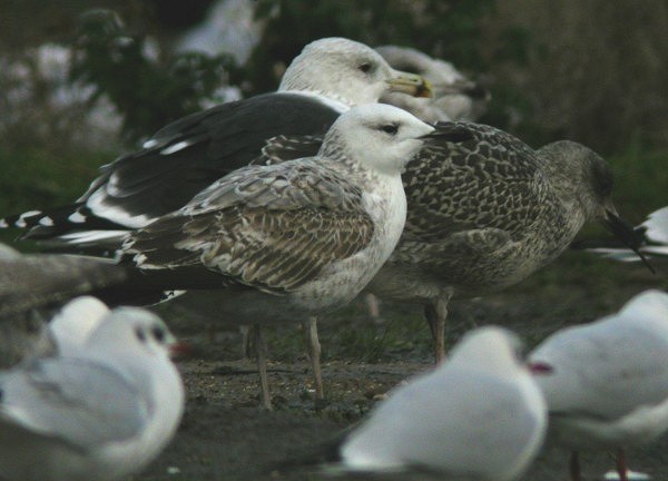 Caspian Gull