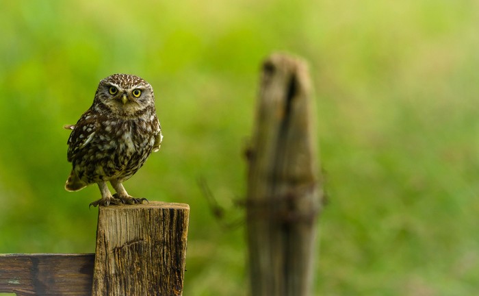 Little Owl