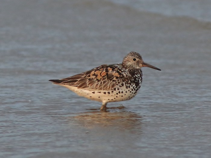 Great Knot