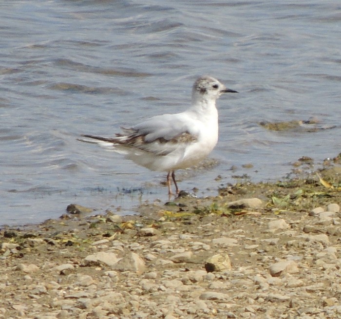 Little Gull