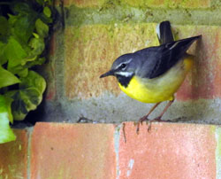 Grey Wagtail