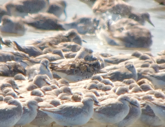 Great Knot