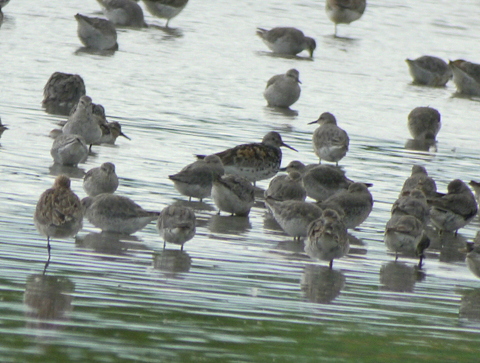 Great Knot