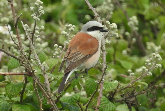 Red-backed Shrike