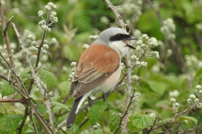 Red-backed Shrike
