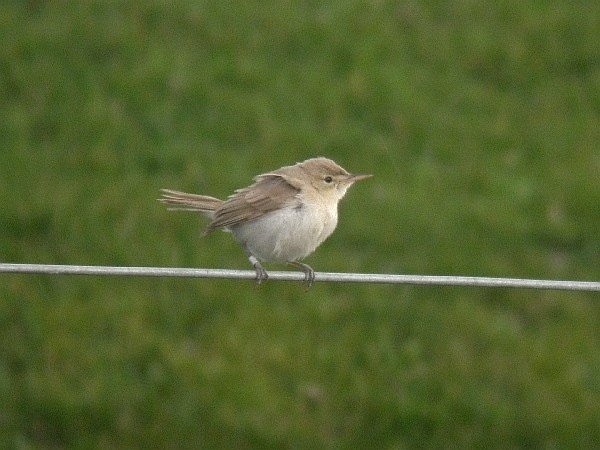 Sykes's Warbler