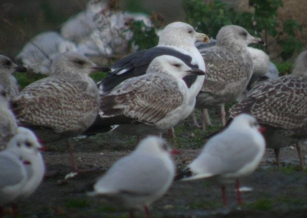Caspian Gull