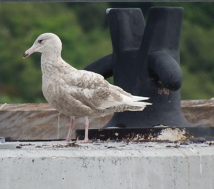 Glaucous Gull