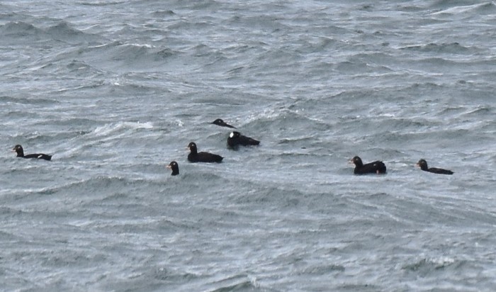 Surf Scoter