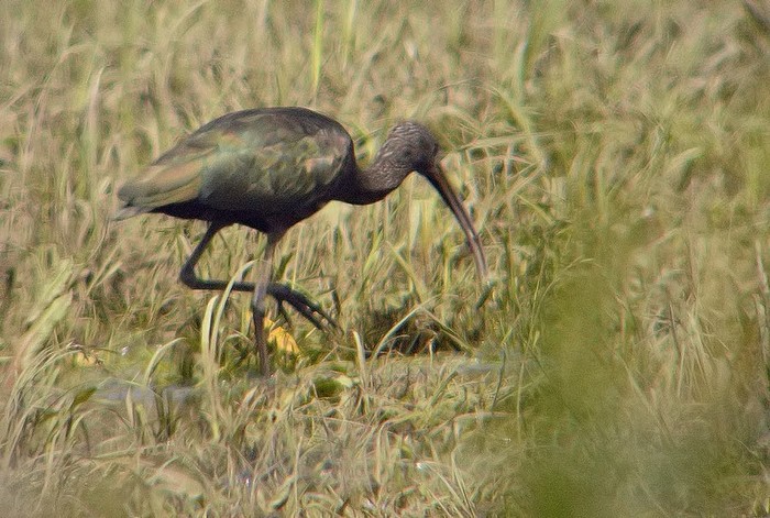 Glossy Ibis