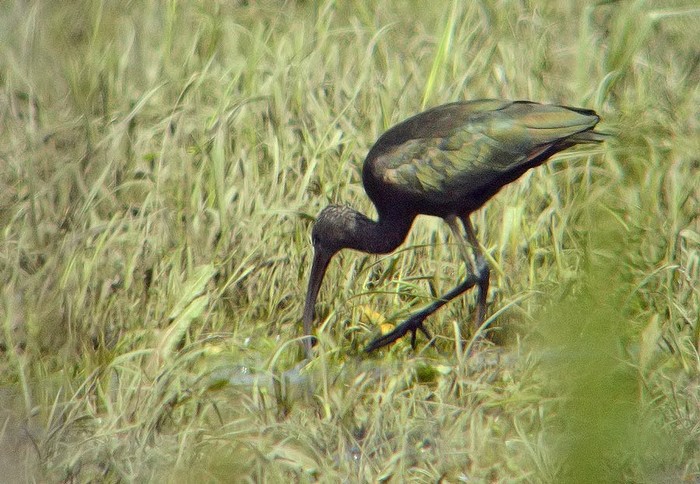 Glossy Ibis