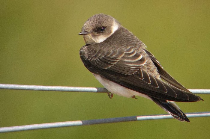 Sand Martin