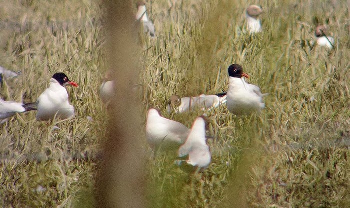 Mediterranean Gull