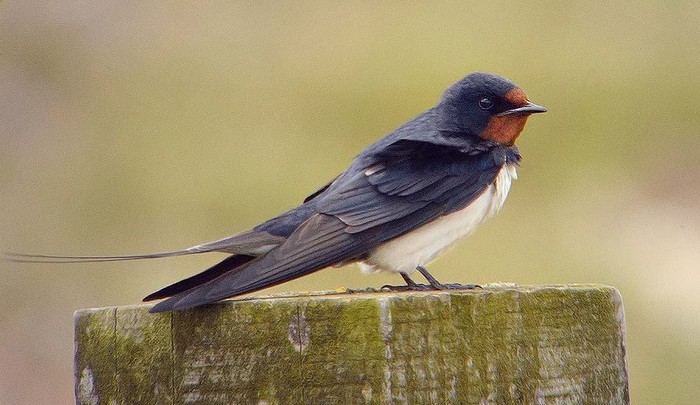 Swallow